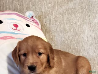 Golden Retriever dogs Chloe - Ad 24