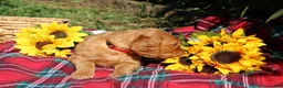 Mixed Breed dogs for sale: Daisy - Irish Goldendoodle  - Ad 5