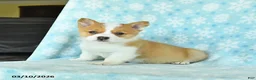 Welsh Corgi Pembroke dogs for sale: Cheddar - Ad 1