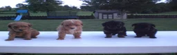 Yorkiepoo dogs for sale: Gene - Ad 14