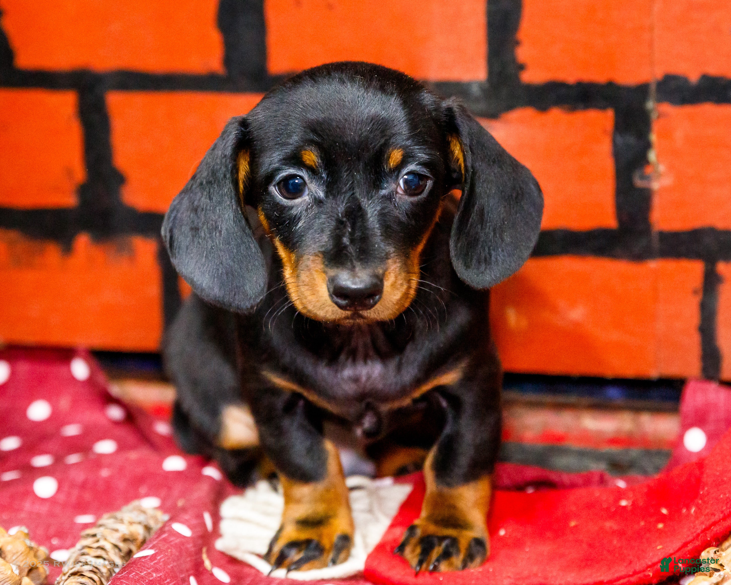 Miniature Dachshund dogs Yosef - Ad 42