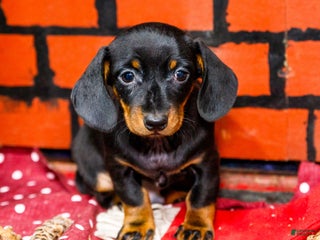 Miniature Dachshund dogs Yosef - Ad 42