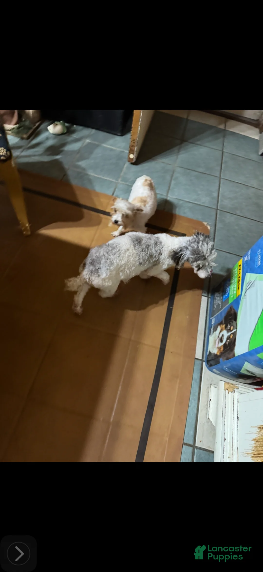 Toy Poodle dogs for sale: Toy Poodle Puppy 1 - Ad 2