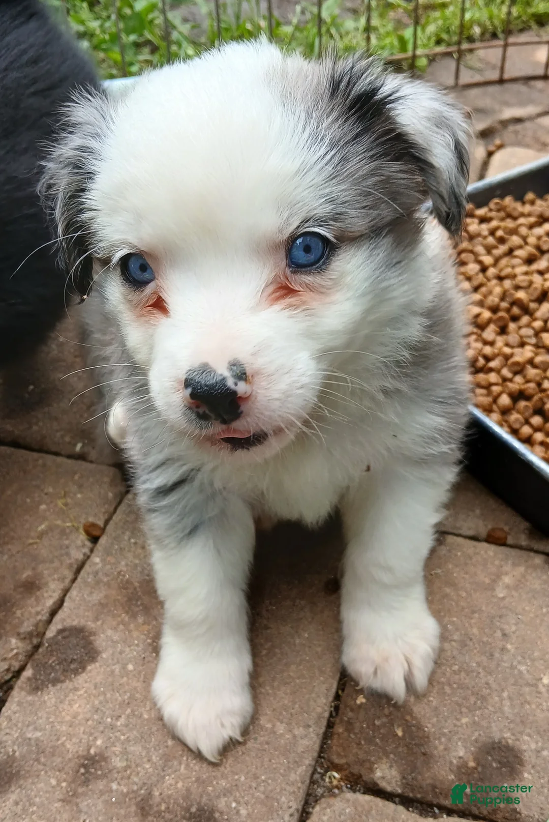 Miniature Australian Shepherd dogs for sale: Miniature Australian Shepherd Puppy 3 - Ad 2