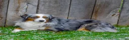 Miniature Australian Shepherd dogs for sale: April - Ad 6