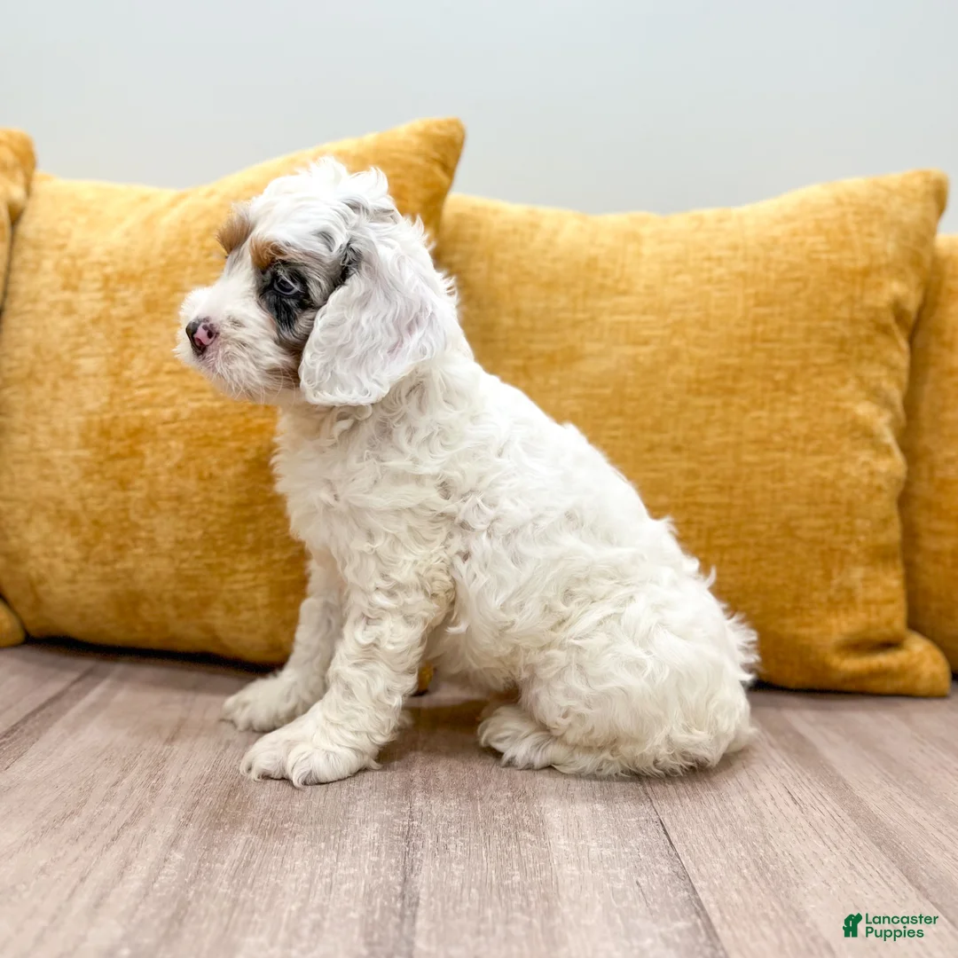 Cockapoo dogs for sale: Boston - Ad 2