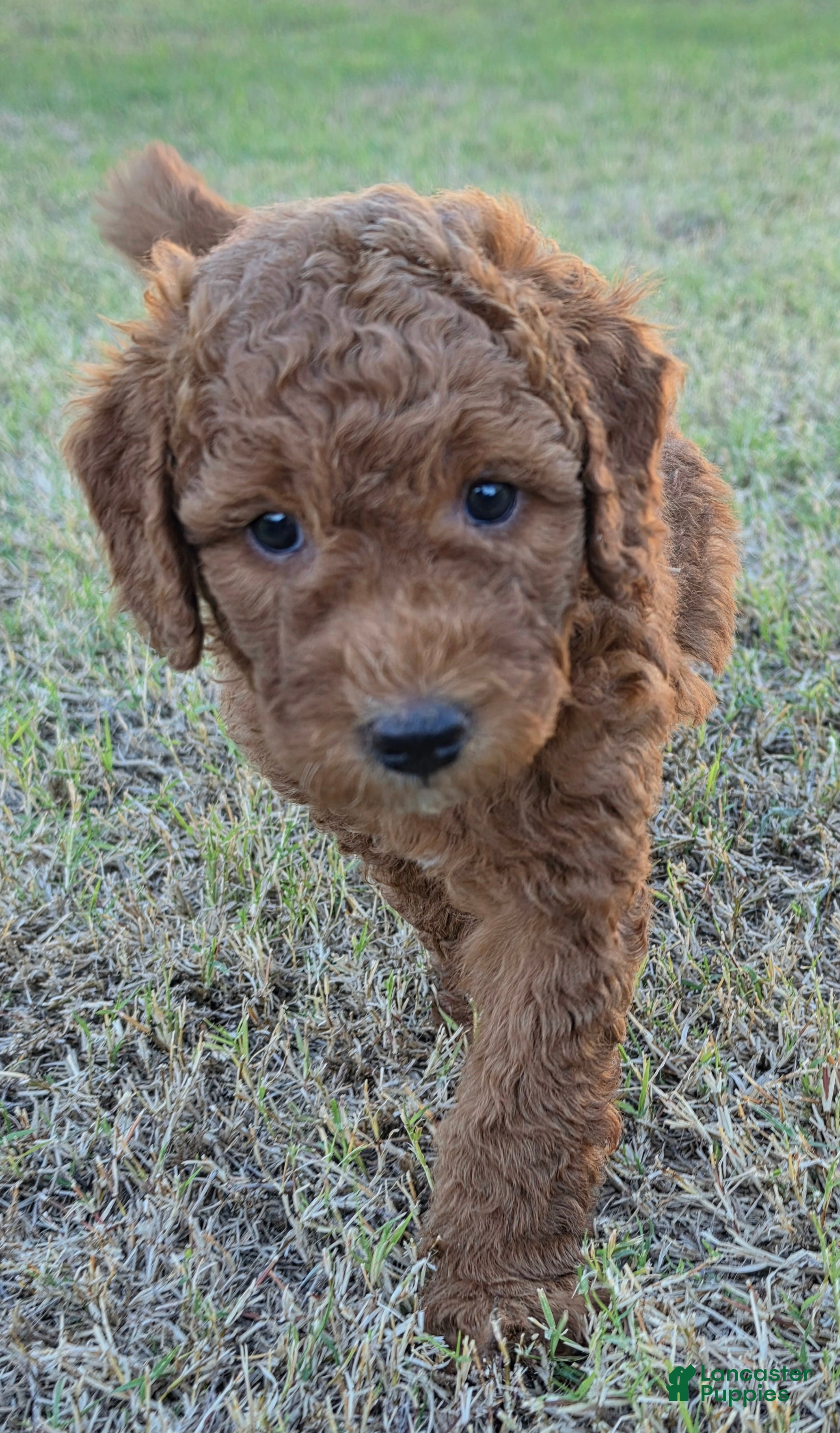 Mini Goldendoodle dogs for sale: Mikey ( 30 - 35 pounds full grown) - Ad 1