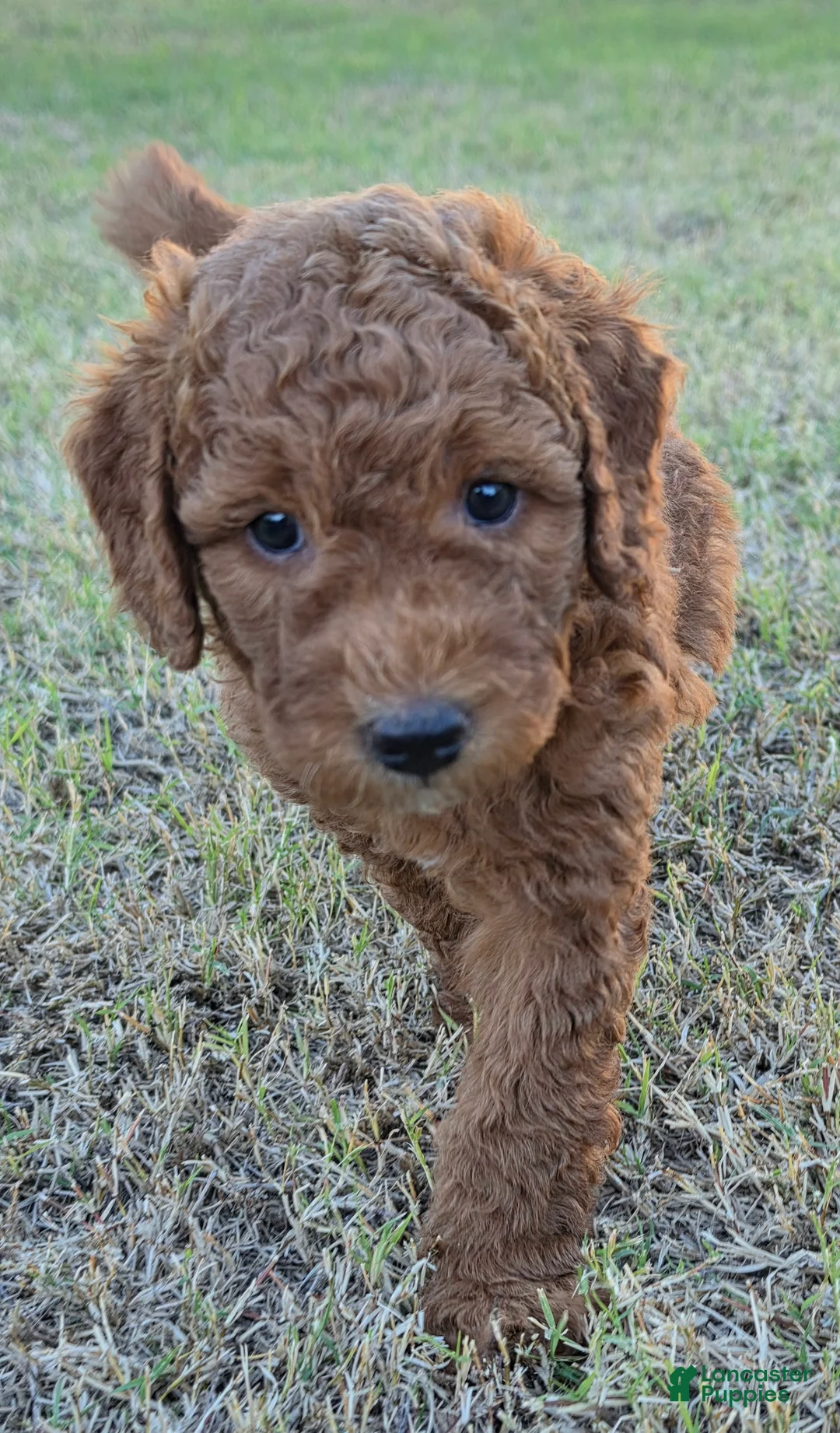 Mini Goldendoodle dogs for sale: Mikey ( 30 - 35 pounds full grown) - Ad 1