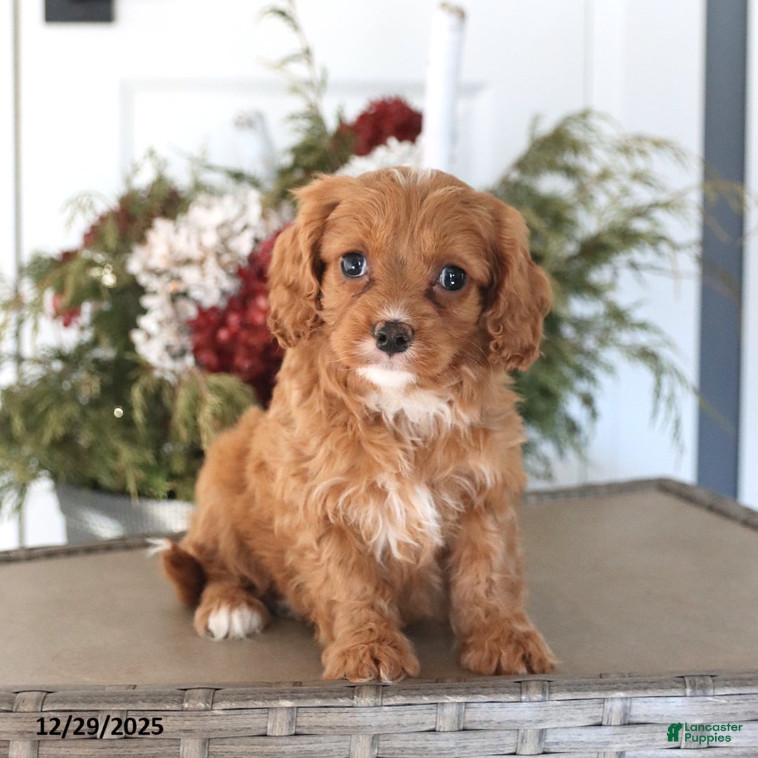 Cavapoo dogs for sale: Honey - Ad 1