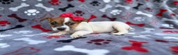 Jack Russell Terrier dogs for sale: Briar - Ad 7