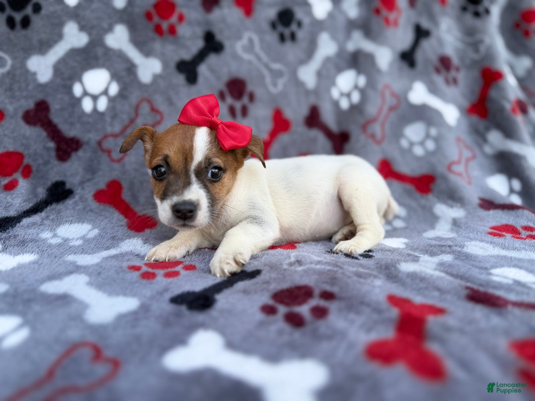 Jack Russell Terrier dogs for sale: Briar - Ad 7