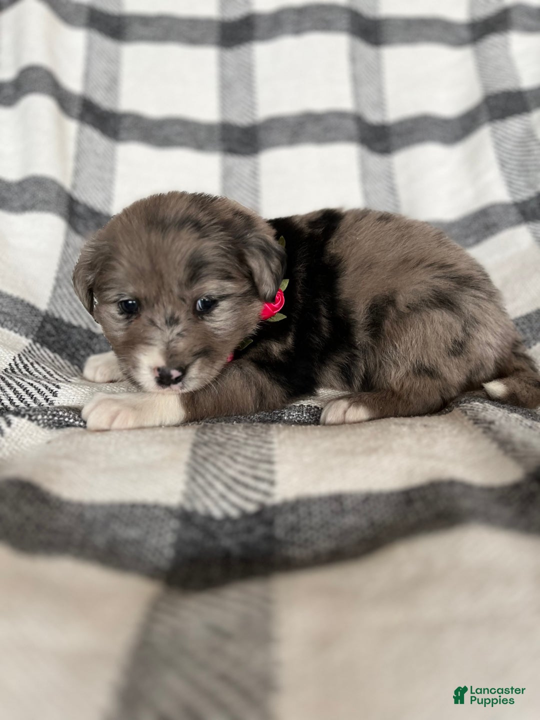 Mixed Breed dogs for sale: Aspen - Ad 4