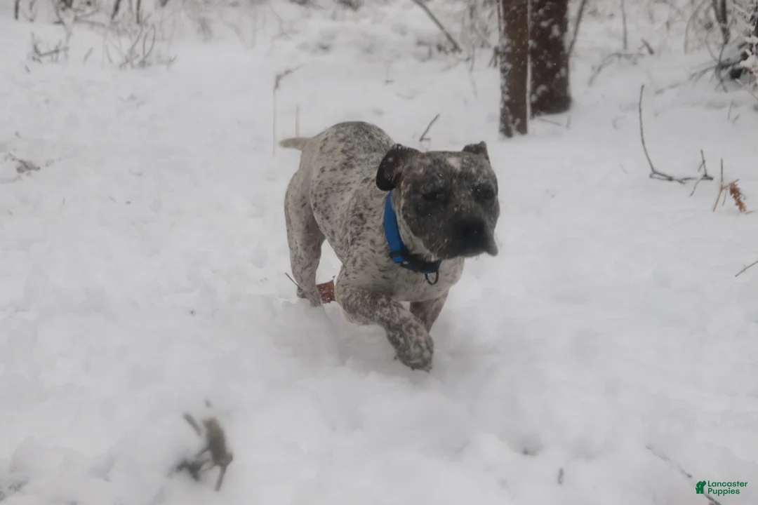 American Bully dogs for stud: Priest - Ad 2