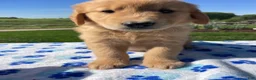 Golden Retriever dogs for sale: Max - Ad 4