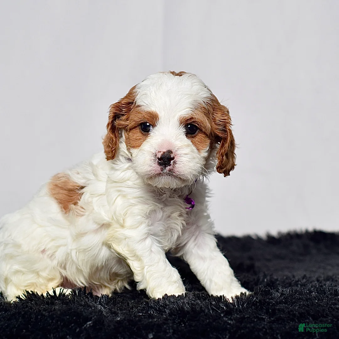 Cavapoo dogs for sale: Mr. Nemo - Ad 2