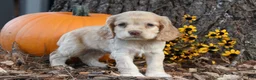 Cocker Spaniel dogs for sale: Marley - Ad 2