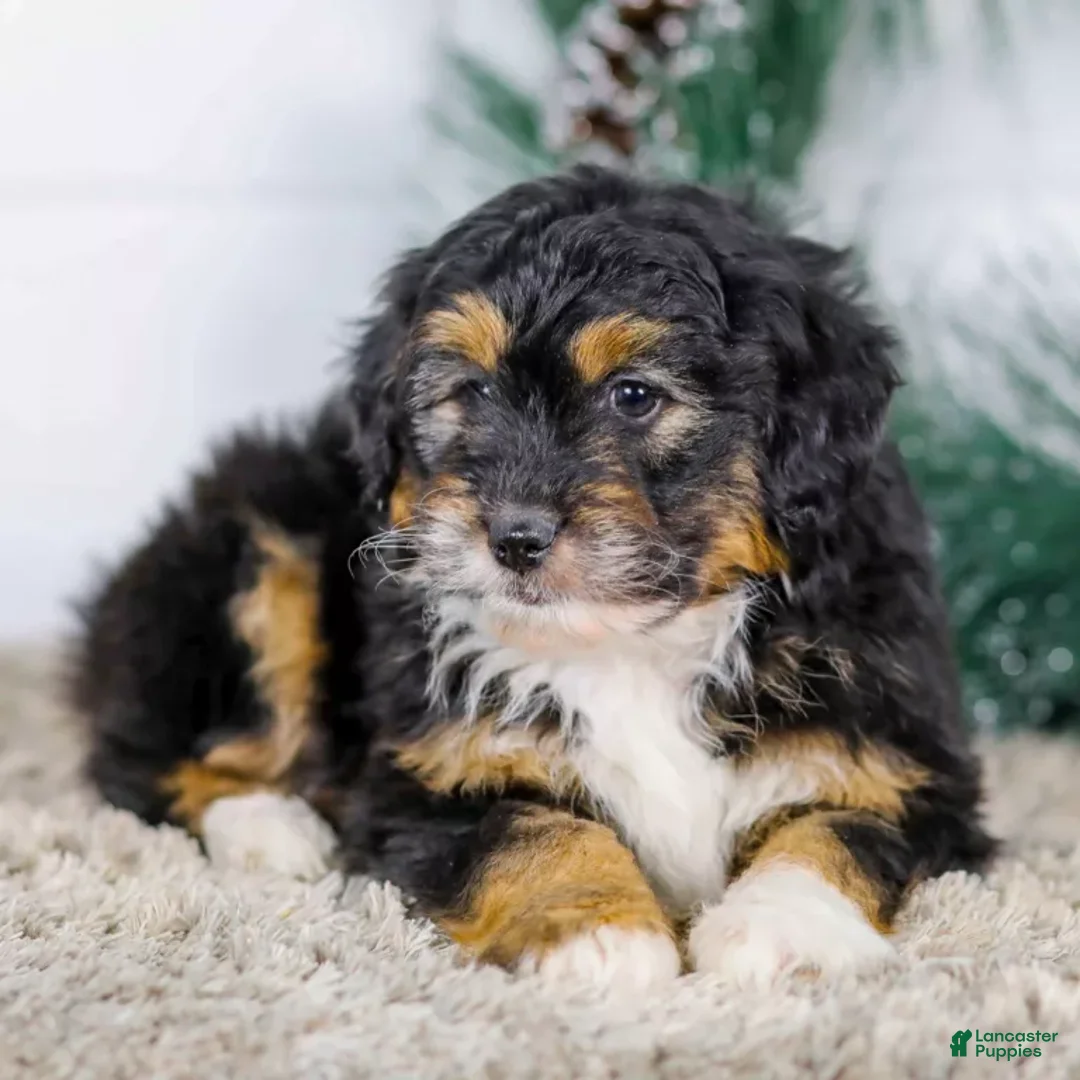 Mini Aussiedoodle dogs for sale: Ian - Ad 2