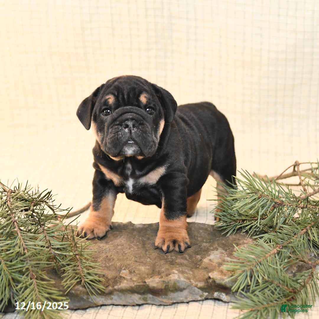 English Bulldog dogs for sale: Poinsettia - Ad 1