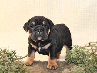 English Bulldog dogs Poinsettia - Ad 41