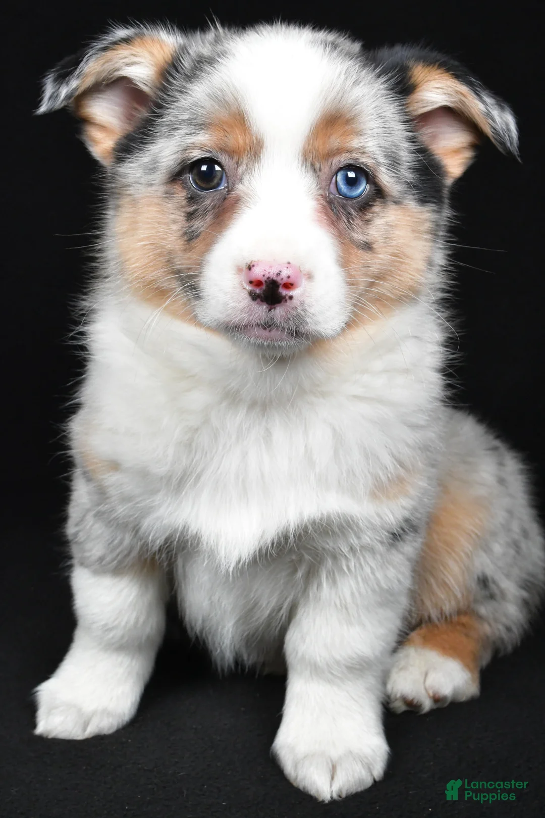 Mixed Breed dogs for sale: Polly - Ad 1