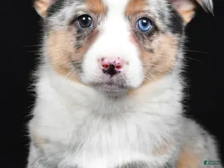 Mixed Breed dogs for sale: Polly - Ad 1