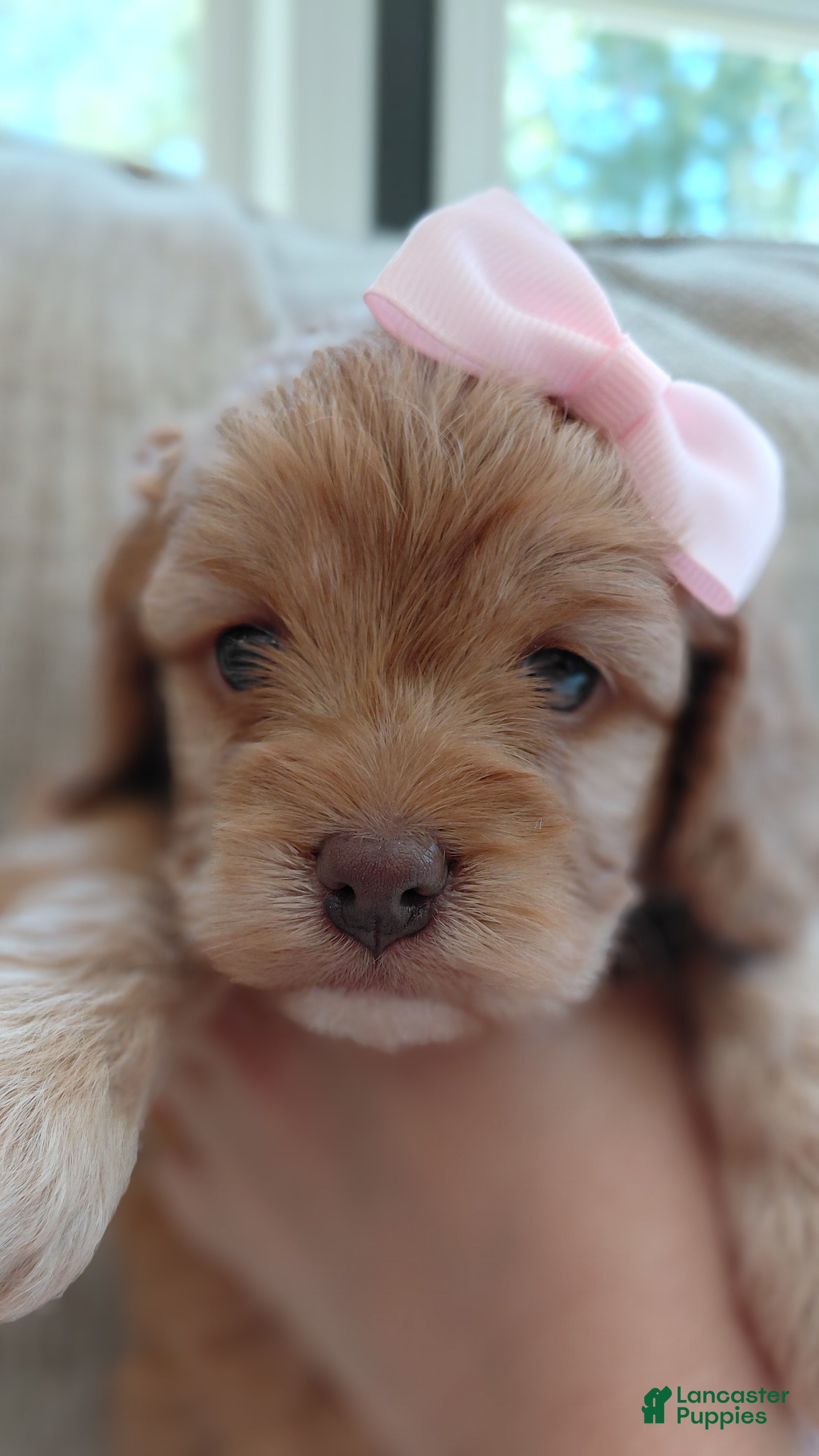 Mixed Breed dogs Mixed Breed 3 - Ad 2