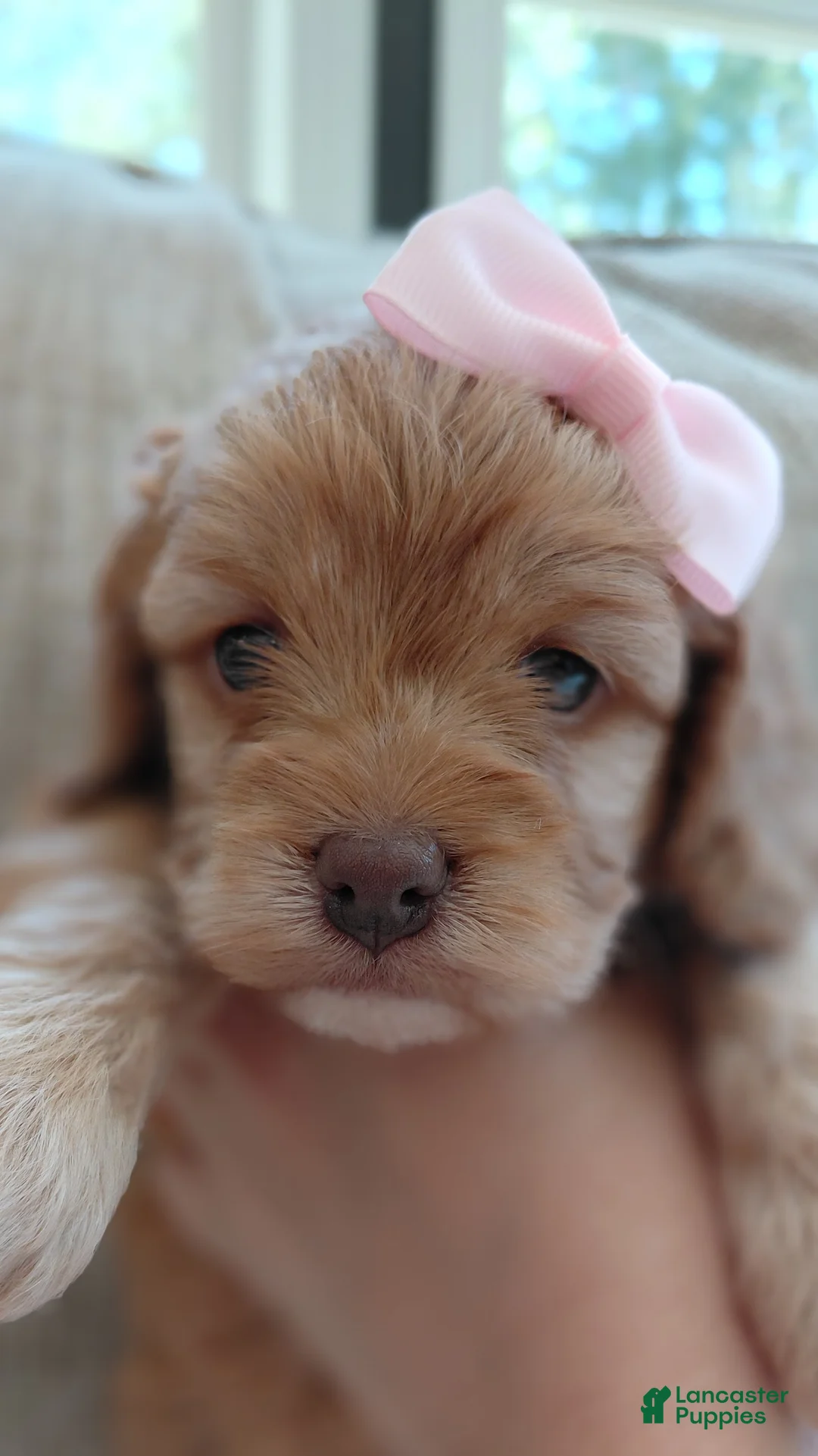 Mixed Breed dogs for sale: Mixed Breed 3 - Ad 2