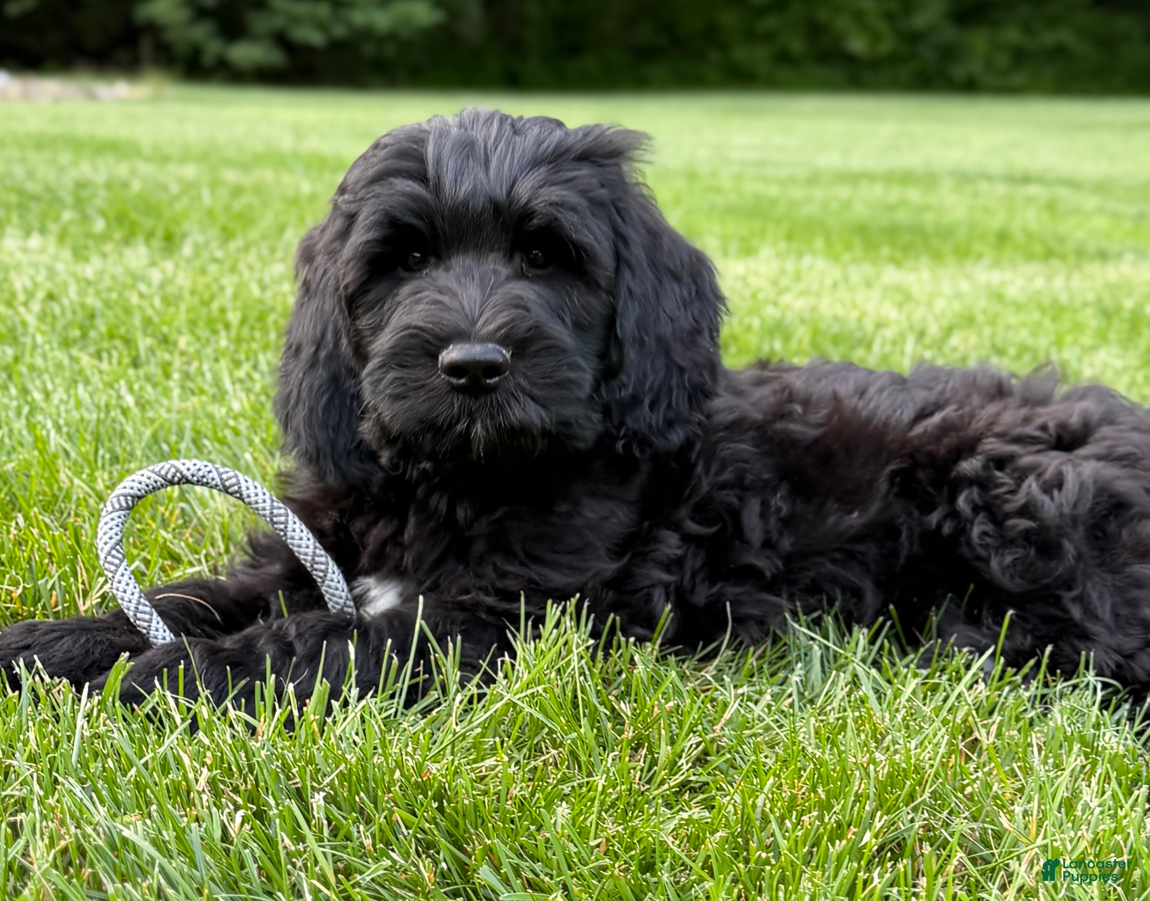 Goldendoodle dogs Bear - Ad 2