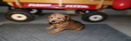 Pomapoo dogs for sale: Pomapoo Lewis - Ad 6