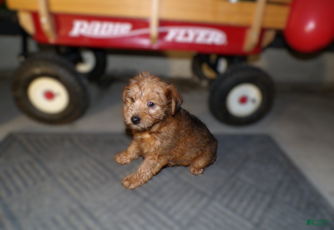 Pomapoo dogs for sale: Pomapoo Lewis - Ad 6