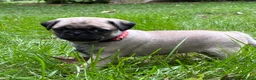 Pug dogs for sale: Bella - Ad 5