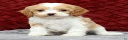 Cavapoo dogs for sale: Shawn - Ad 3