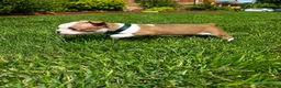 Boston Terrier dogs for sale: Max - Ad 7