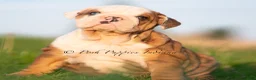 English Bulldog dogs for sale: Athena AKC - Ad 2