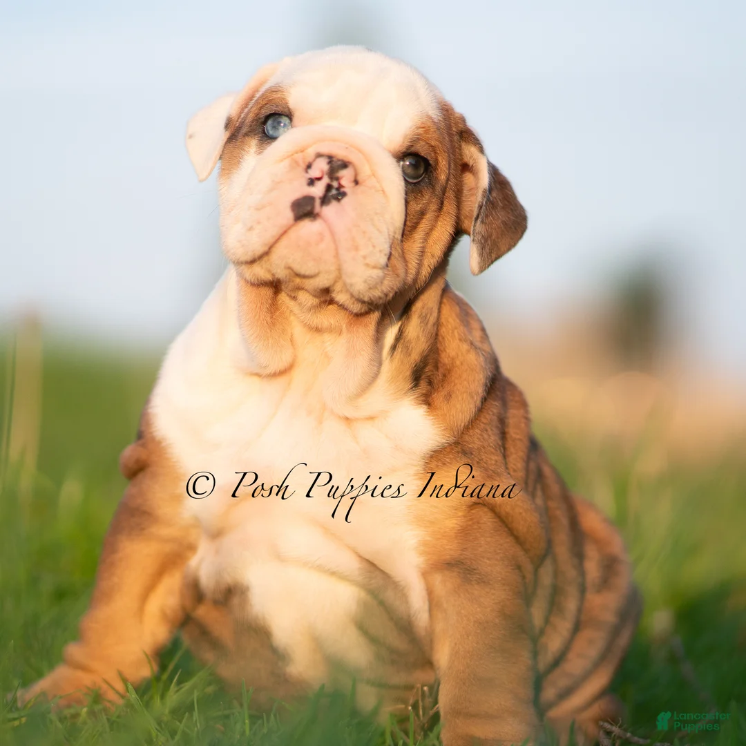 English Bulldog dogs for sale: Athena AKC - Ad 2
