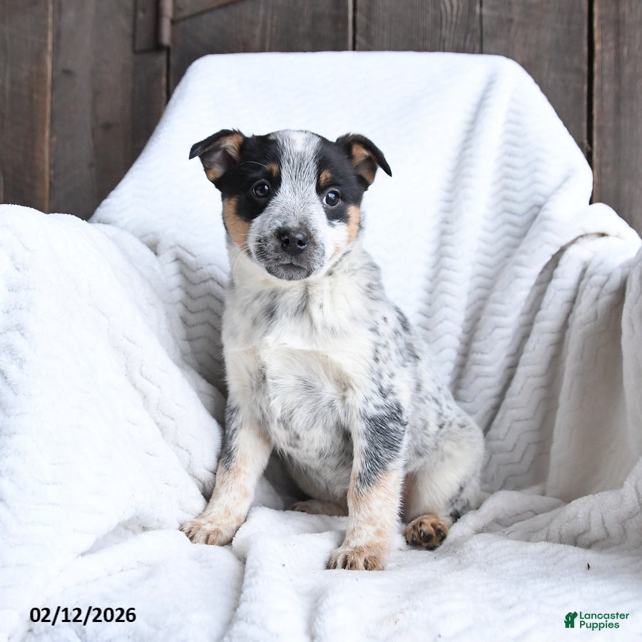 Australian Cattle Dog dogs Maggie - Ad 2