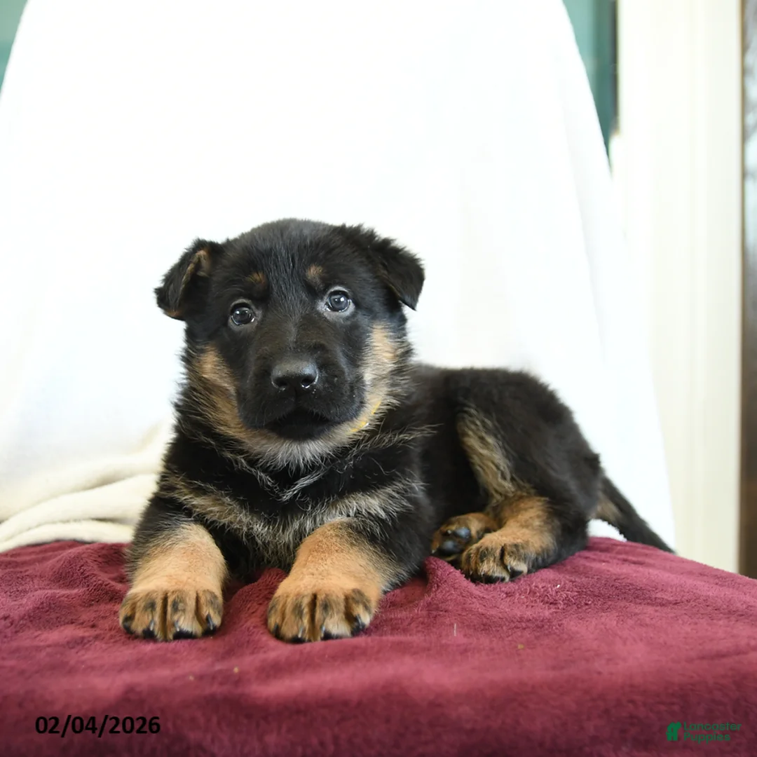 German Shepherd dogs for sale: Apple - Ad 1