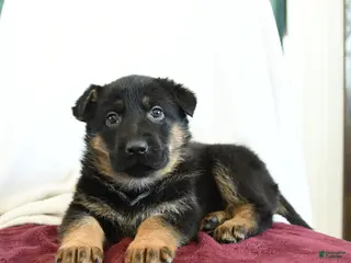 German Shepherd dogs Apple - Ad 6