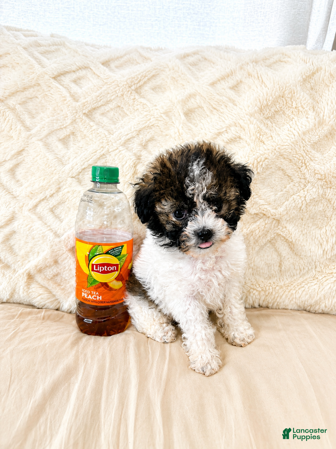 Maltipoo dogs Bear - Ad 11