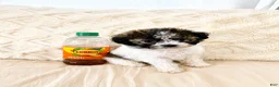 Maltipoo dogs for sale: Bear - Ad 1