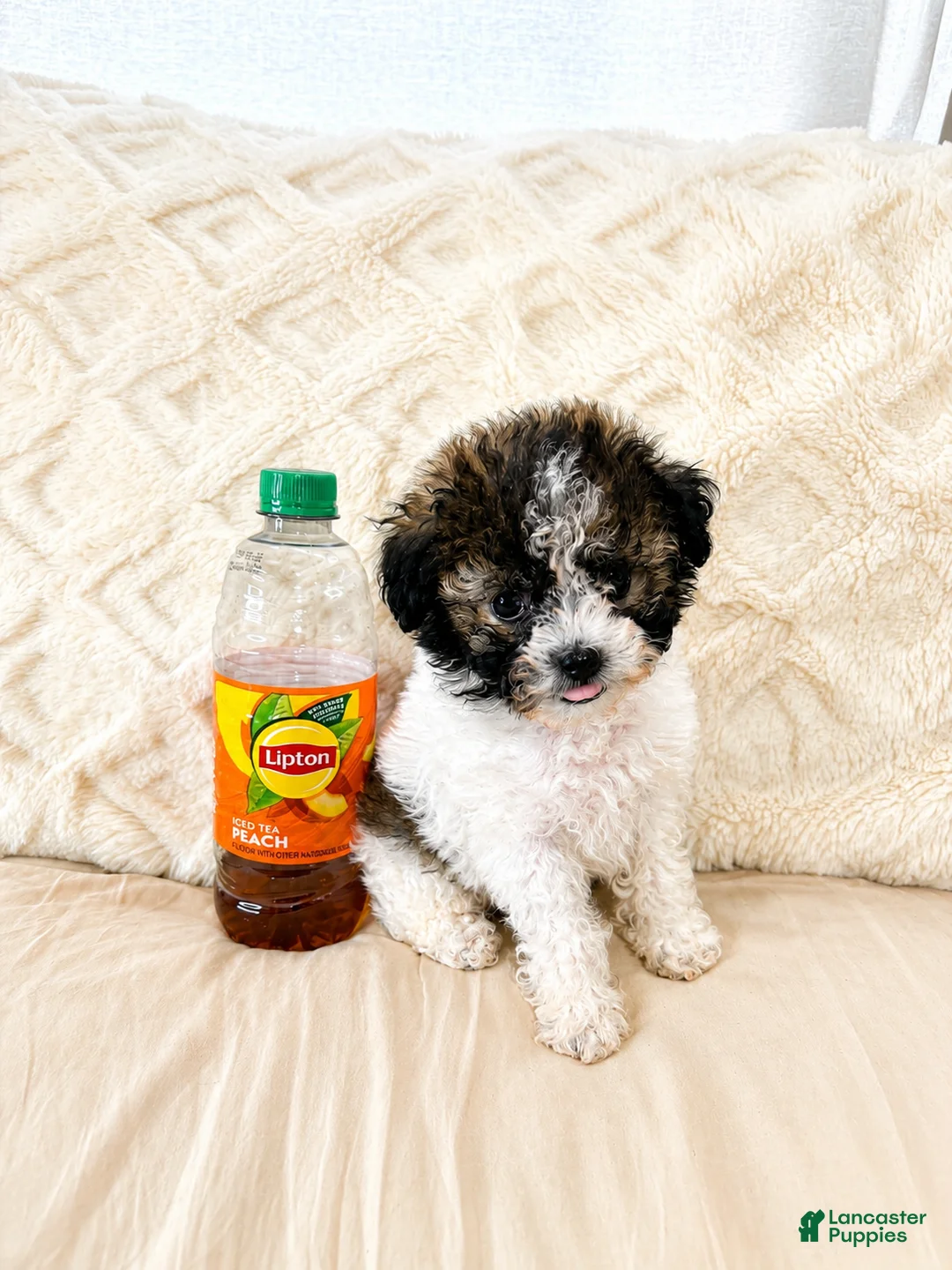 Maltipoo dogs for sale: Bear - Ad 1