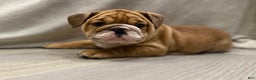 English Bulldog dogs for sale: Martha may - Ad 11