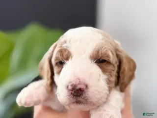 Goldendoodle dogs Nash - Ad 32