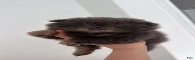 Pomeranian 3