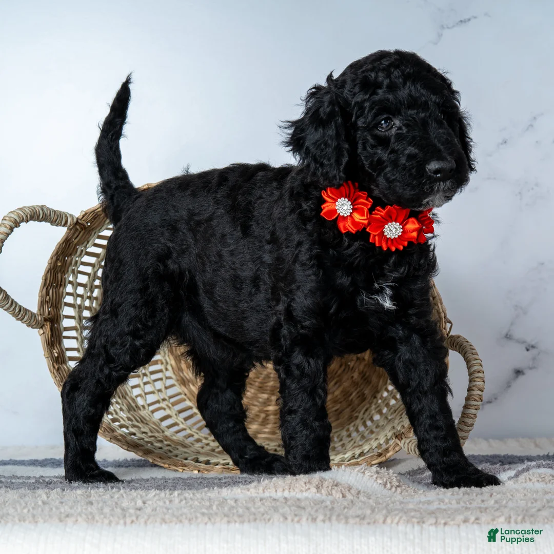 Goldendoodle dogs for sale: Ms. Americano - Black w/ White Patches Goldendoodle - Ad 2