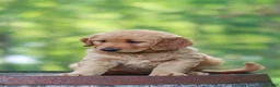 Golden Retriever dogs for sale: Beauty - Ad 2
