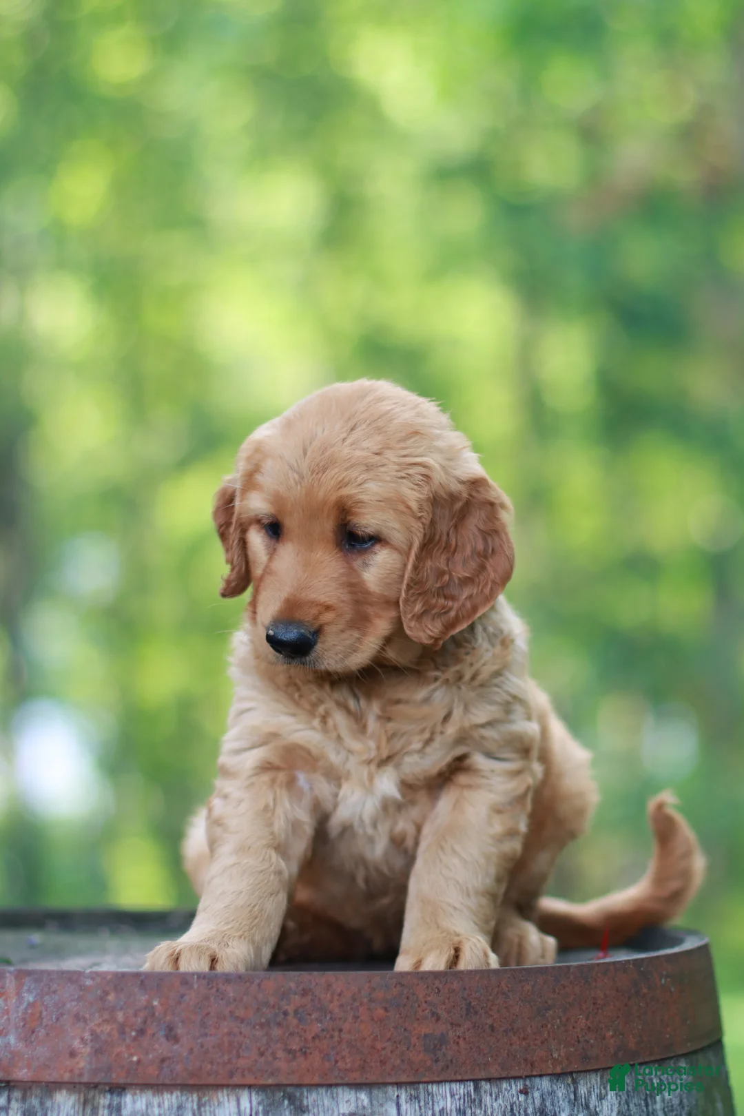 Golden Retriever dogs for sale: Beauty - Ad 2