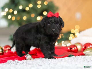 Mini Goldendoodle dogs Pippa - Ad 23