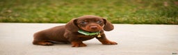 Miniature Dachshund dogs for sale: Andy - Ad 8