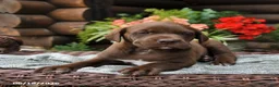 Boxador dogs for sale: Blossom - Ad 3